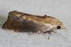 Greater Wax Moth