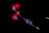 Low-Res_25-33_Leibniz-HKI_Candida-albicans_web