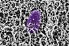 Low-Res_MIT_glycans-salmonella-01-press