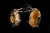 Low-Res_Daphnia-Pasteuria_1500x1000