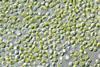 Chlorella_vulgaris_NIES2170