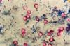 Cryptosporidium_parvum_02