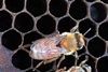 Deformed wing virus