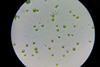 Synechococcus_19_01_2022_800X