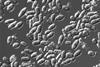 Microscopic_image_of_yeasts.tif