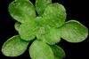 Arabidopsis_thaliana_rosette
