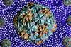 Poliovirus_and_Picornavirus_-_3112