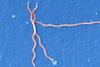 Lyme_disease_parasite_Borrelia_burgdorferi (1)
