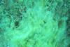 Pelagophyceae