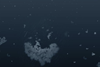 marine snow