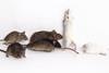 Low-Res_32061a03-d13d-440d-84c9-ea9468d44008