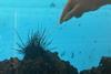 Low-Res_2. Close-up of hand swabbing sea urchin underwater tank