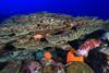 Flower_Garden_Banks_National_Marine_Sanctuary_coral_crest
