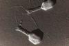 Bacteriophage