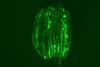 Low-Res_c_elegans_image-1296px