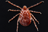 800px-Longhorned_tick_(Haemaphysalis_longicornis)