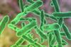 Bifidobacteria