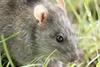 Rattus_norvegicus_-_Brown_rat_05