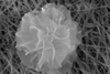 Nanoflower