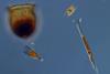 Planktonic_protists