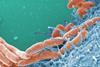 Low-Res_Eurekalert用の図