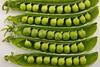 Peas_in_pods_-_Studio