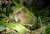 Low-Res_Kakapo on Maud Island New Zealand credit Chris Birmingham