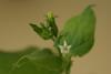 Nicotiana_benthamiana_flower