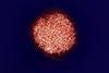 HepatitisC