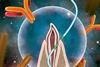 Low-Res_Gill floss HEADER - credit Jie Sun, NC State University
