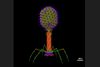 phage1