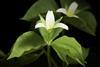 Trillium_tschonoskii_Maxim.,_Bull._Acad._Imp._Sci._Saint-Pétersbourg,_sér._3,_29_218_(1883)_(49836834147)