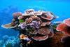 Coral_Outcrop_Flynn_Reef