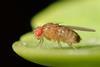 Drosophila_melanogaster_53362116