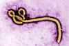 Ebola_virus_(2)