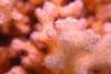 A_Macro_Pocillopora_damicornis