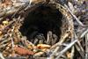 Trapdoor_Spider_Opening_(NZAC06001424)