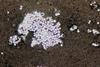Cryptococcus_neoformans
