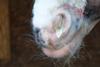 thumbnail_A horses nose with nasal discharge due to strangles S equi infection_Copyright Redwings Horse Sanctuary
