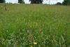 Crom_Estate_Species-rich_Grassland