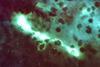 Chlamydophila_psittaci_FA_stain