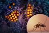 Aedes Mosquito and Dengue Virus Particles