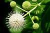 Buttonbush_--_Cephalanthus_occidentalis