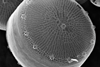 Thalassiosira_pseudonana