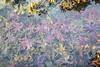 Sunflower_sea_stars_in_an_Alaskan_intertidal_area._(2d7f9806-a3b5-abd1-9b95-2da866aa90e2)