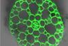 Low-Res_RootMicrobiota