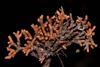 Low-Res_Swartzia polyphylla DCardoso4712 (1)
