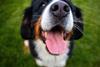 pexels-donovan-kelly-110228397-9623165
