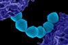 Streptococcus_Pyogenes_(Group_A_Strep)_(52602554746)