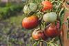 pexels-czapp-arpad-3647289-11611992